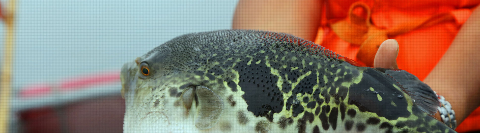 ナマコ匹_大連来利国际w66グループ